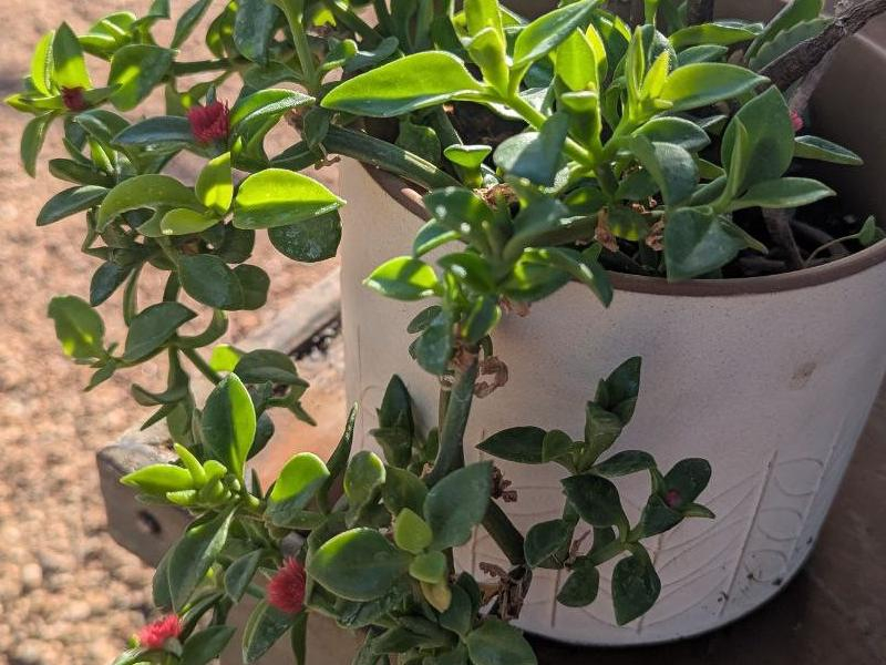 Ice Plant in a White Vase
