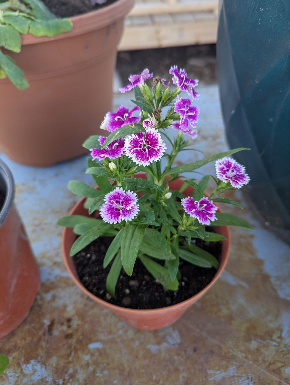 Purple Dianthus