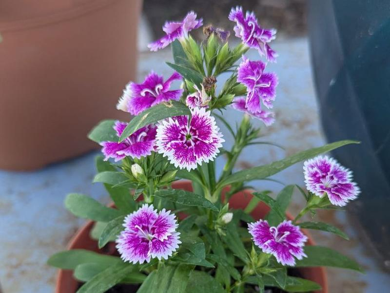Purple Dianthus