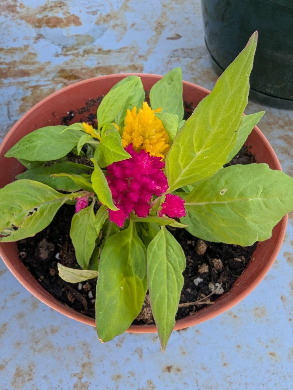 Yellow and Pink Celosia Yellow and Pink Celosia