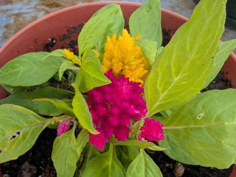 Yellow and Pink Celosia