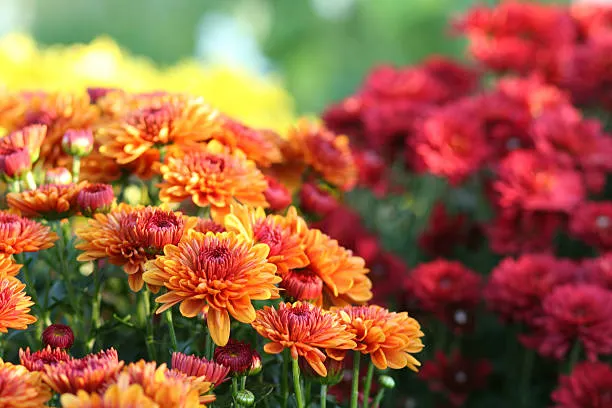 Chrysanthemum Chrysanthemum