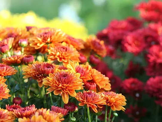 Chrysanthemum