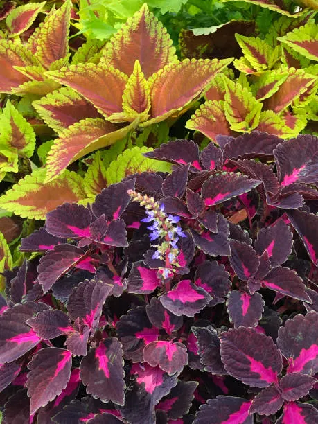 Coleus Coleus