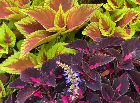 Coleus