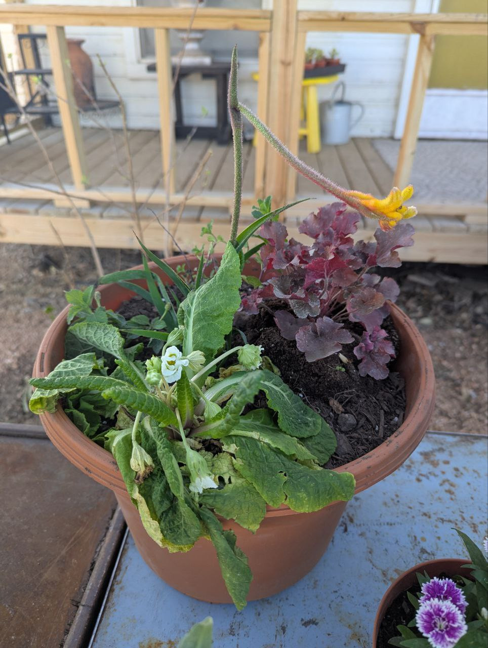 Coleus and White Primrose Coleus and White Primrose
