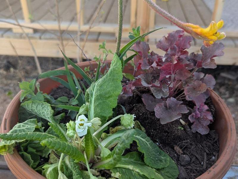 Coleus and White Primrose
