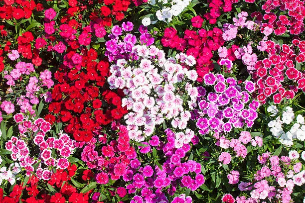 Dianthus Dianthus