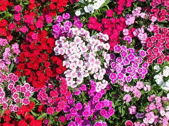 Dianthus