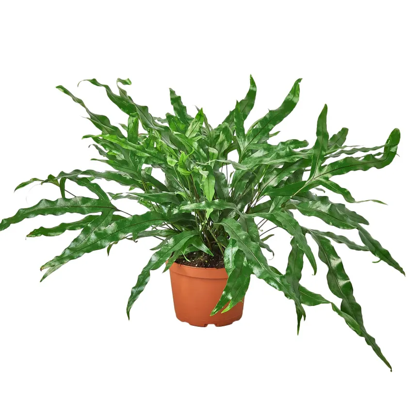 Kangaroo Paw Kangaroo Paw