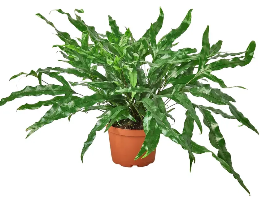 Kangaroo Paw