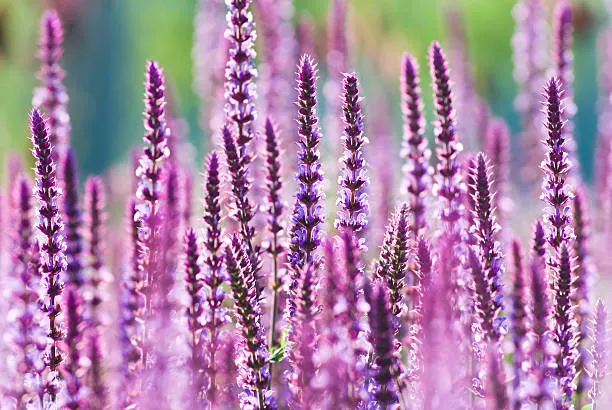 Salvia