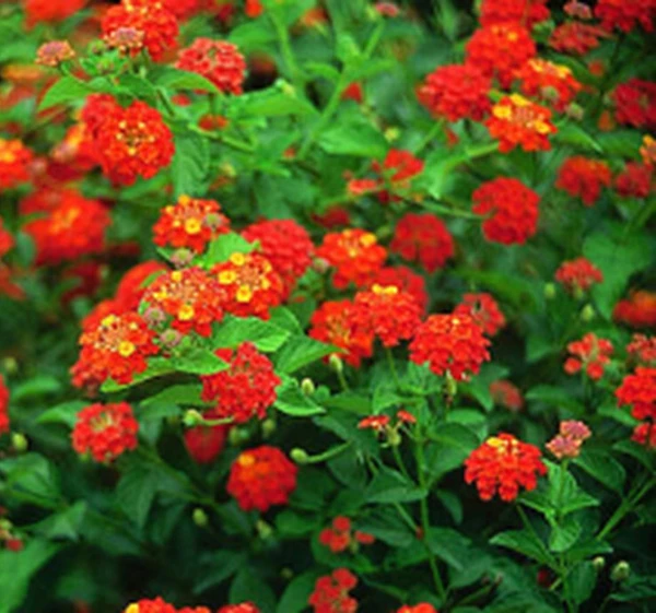 Lantana Dallas Red