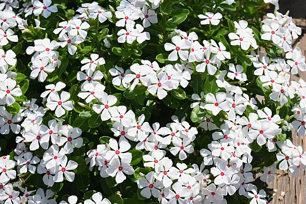 Vinca Sphere Polkadot