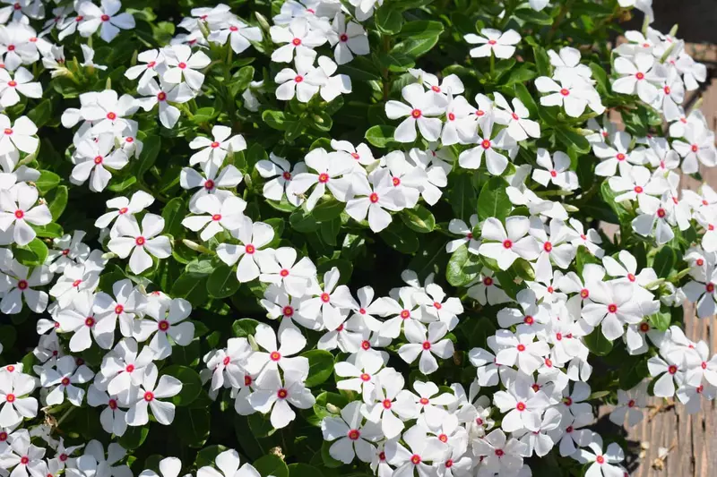 Vinca Sphere Polkadot