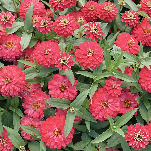 Zinnia Zahara Double Salmon