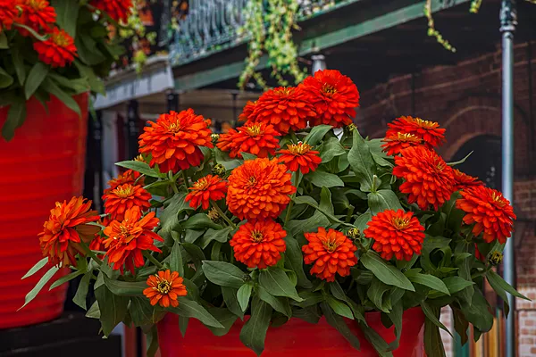 Zinnia Zydeco Fire