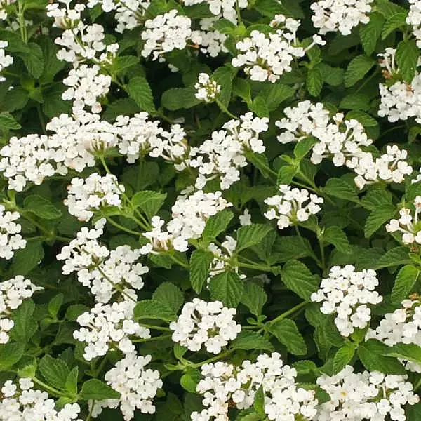 Lantana Traiiing White